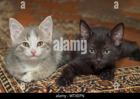 Petits chatons se trouvent à côté de l'autre Banque D'Images