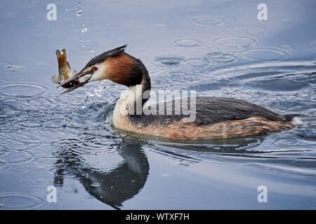 Seul grèbe huppé (Podiceps cristatus) nage dans l'eau et prend un poisson dans Neuthard, Allemagne Banque D'Images