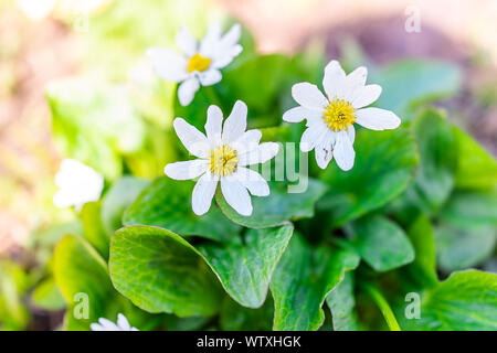 Gros plan macro de fleurs Daisy blanc sur Linkins Lake Trail sur col de l'indépendance dans les montagnes Rocheuses près de Aspen, Colorado au début de l'été de 2019 Banque D'Images