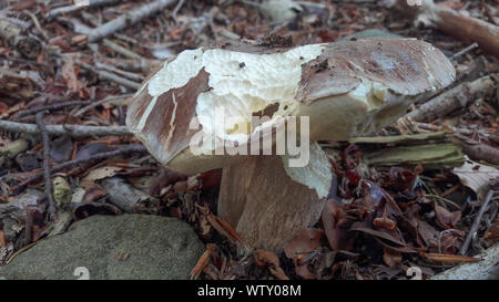 Close-up de Boletus Aestivalis champignon. Il est également appelé comme Boletus d'été. Banque D'Images