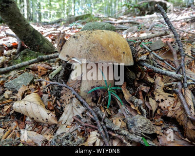 Close-up de Boletus Aestivalis champignon. Il est également appelé comme Boletus d'été. Banque D'Images