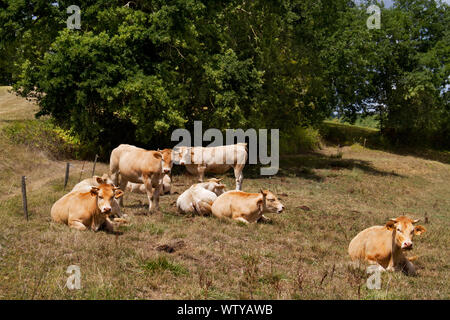 Troupeau de vaches Jersey brun paresseux dans un pré en France sur une chaude journée Banque D'Images