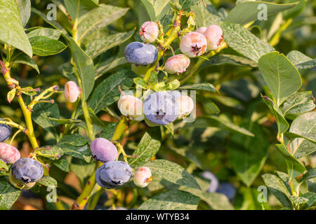 Myrtille mûre close-up dans la main au soleil. Le concept de la croissance des bleuets dans un jardin industriel Banque D'Images