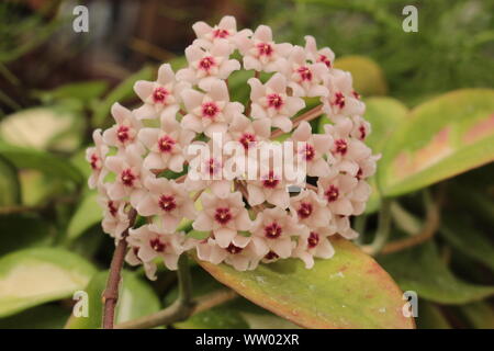 Close up de fleur d'une plante tropicale pocelain Banque D'Images