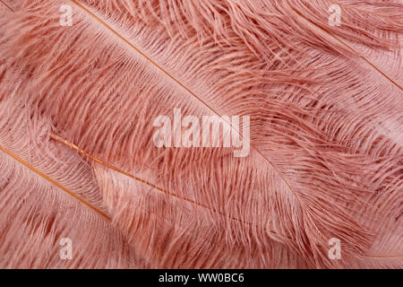 Tendances couleur rose corail feather texture background. Vue d'en haut Banque D'Images