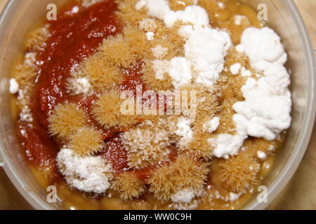 Comme corail champignon moisissure croissant sur la pâte de tomate Banque D'Images