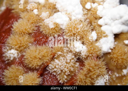 Comme corail champignon moisissure croissant sur la pâte de tomate Banque D'Images