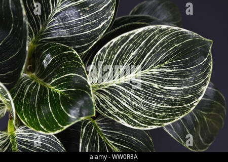A proximité de l'uo de feuilles exotiques rares 'Philodendron Birkin' plante avec beau motif de ligne blanche sur les feuilles vert foncé Banque D'Images