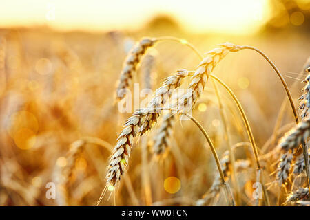 Champ de blé. Des épis de blé d'or. Magnifique Coucher de soleil Paysage. Contexte de la maturation des oreilles. La récolte de céréales mûres. fermer u Banque D'Images