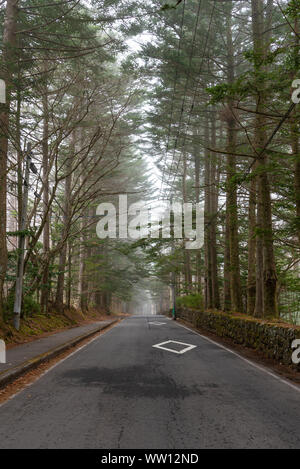 Paysage printemps Karuizawa Street view, des arbres géants autour de la route de jour brumeux. De célèbres attractions touristiques. Karuizawa, Nagano Prefecture, Japan Banque D'Images