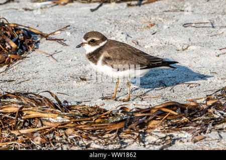 Pluvier semipalmé (Charadrius semipalmatus) sur la plage en Floride Banque D'Images