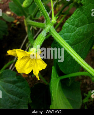 Sur l'arrière-plan de feuilles vertes fleur jaune et le concombre ovaire close-up Banque D'Images