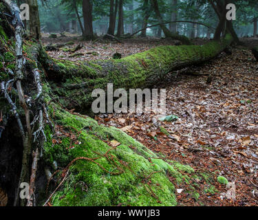 Crossways Dorset Angleterre matin brumeux dans caduques avec une belle mousse verte couvrant un vieil arbre tombé, Banque D'Images