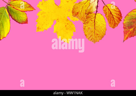 Modèle de conception de l'automne avec des feuilles d'automne jaune et orange sur un fond rose avec une place pour le texte Banque D'Images