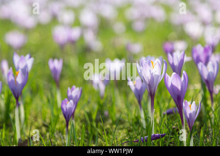 Les crocus en fleurs dans un pré Banque D'Images