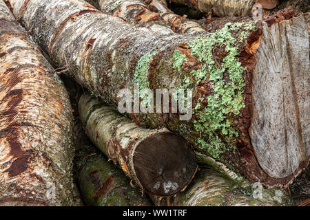 Réserve Naturelle de Winfrith et Tadnoll, Dorset, Angleterre arbres abattus attendre collection sur le heath Banque D'Images