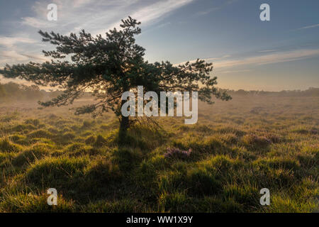 Réserve Naturelle de Winfrith et Tadnoll Dorset Angleterre un arbre isolé se dresse sur la lande, découpé sur un ciel tôt le matin Banque D'Images