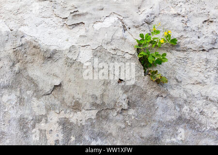 Chelidonium majus chélidoine plus tetterwort gris patiné gris sur mur de plâtre texturé with copy space Banque D'Images