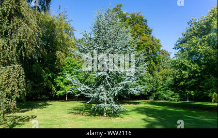Cedrus atlantica Glauca arbre, connue aussi sous le nom de cèdre de l'Atlas un grand cèdre evergreen avec aiguille comme des feuilles, qu'on voit ici dans un site de verdure. Banque D'Images