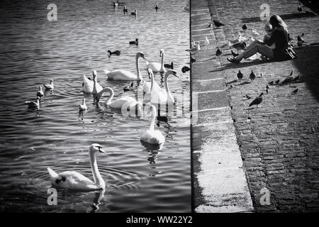 Genève, SUISSE - Le 29 août 2019. Les loisirs dans la ville de Genève sur la rive du lac Léman, en Suisse. Banque D'Images