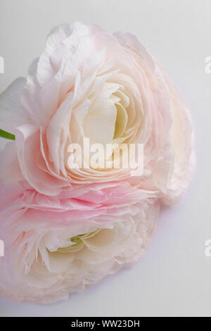 Fleurs roses sur fond blanc Banque D'Images