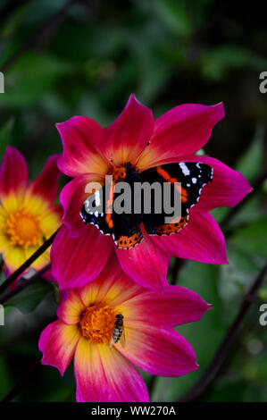 Vulcain (Vanessa atalanta) papillon sur Dahlia 'Bright Eyes' Fleur d'une frontière à RHS Garden Harlow Carr, Harrogate, Yorkshire. Angleterre, Royaume-Uni. Banque D'Images