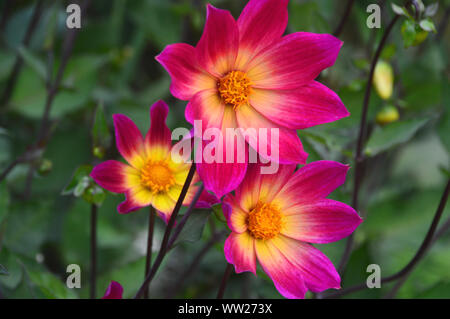 Couleur Rose/mauve et Jaune Dahlia 'Bright Eyes' fleurs cultivées en une frontière à RHS Garden Harlow Carr, Harrogate, Yorkshire. Angleterre, Royaume-Uni. Banque D'Images