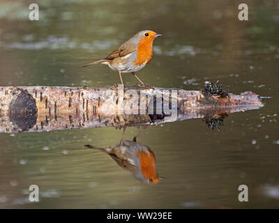 Erithacus rubecula aux abords de l'hiver de Norfolk Banque D'Images