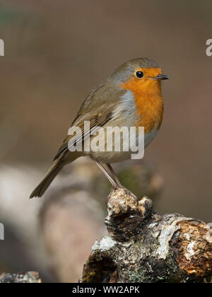 Erithacus rubecula aux abords de l'hiver de Norfolk Banque D'Images