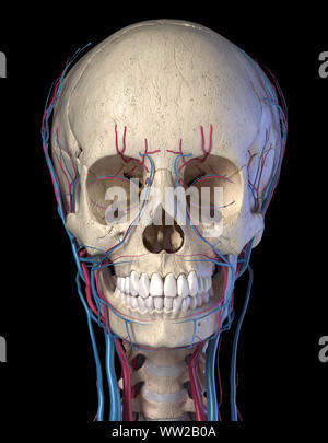 Système vasculaire de la tête humaine du point de vue de l'avant. Rendu 3D de l'ordinateur. Sur fond noir. Banque D'Images