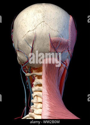 L'anatomie humaine 3d illustration de tête avec crâne, vaisseaux sanguins et des muscles, sur fond noir. Vue arrière. Banque D'Images