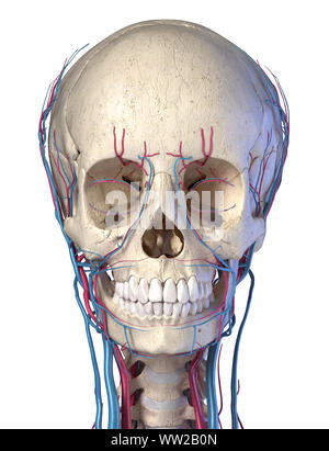 Système vasculaire de la tête humaine du point de vue de l'avant. Rendu 3D de l'ordinateur. Sur fond blanc. Banque D'Images