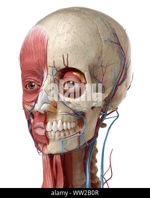 L'anatomie humaine 3d illustration de tête avec crâne, les yeux des ampoules, des vaisseaux sanguins et des muscles, sur fond blanc. Banque D'Images