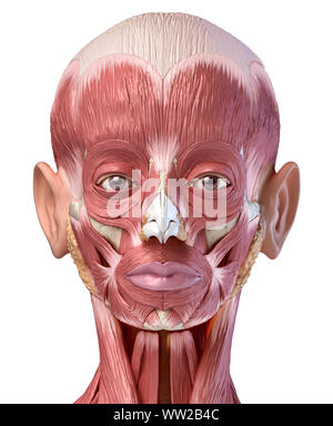 L'anatomie humaine 3d illustration du système musculaire, la tête Vue de face, sur fond blanc. Banque D'Images