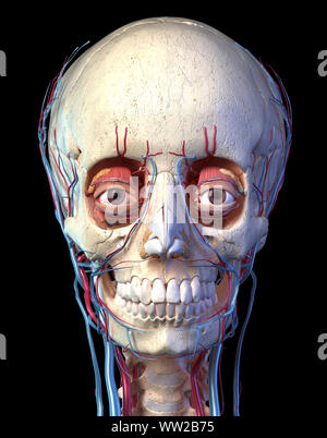 L'anatomie humaine, système vasculaire de la tête du point de vue de l'avant. Rendu 3D de l'ordinateur. Sur fond noir. Banque D'Images