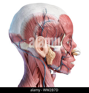 Tête humaine anatomy 3d illustration musclé et les systèmes vasculaires, vue latérale sur fond blanc. Banque D'Images