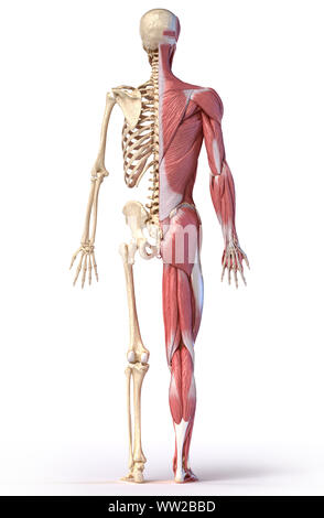 Corps humain, 3d illustration. La figure complète les systèmes musculaire et squelettique mâle, vue arrière sur fond blanc. Banque D'Images