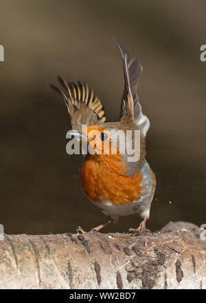 Erithacus rubecula aux abords de l'hiver de Norfolk Banque D'Images