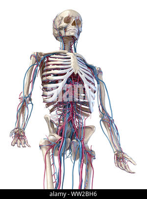 L'anatomie humaine, 3d illustration du squelette avec système cardiovasculaire. Vue en perspective d'3/4 de la partie supérieure, à l'avant. Sur fond blanc. Banque D'Images