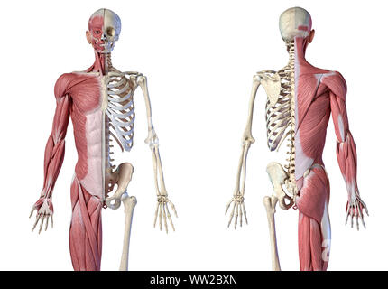 Les droits de l'homme anatomie, la figure 3/4 systèmes musculaire et squelettique, vues avant et arrière sur fond blanc. Anatomie 3d illustration. Banque D'Images