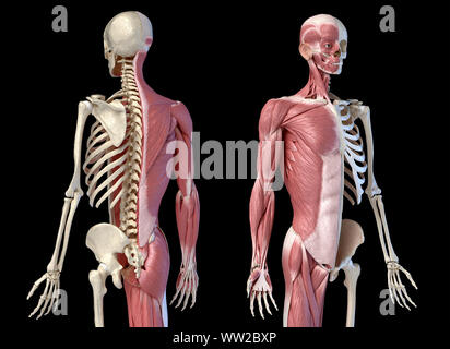 Les droits de l'homme anatomie, la figure 3/4 systèmes musculaire et squelettique, dos et avant les vues en perspective. sur fond noir. Anatomie 3d illustration. Banque D'Images