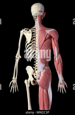 Les droits de l'homme anatomie, la figure 3/4 systèmes musculaire et squelettique, vue arrière sur fond noir. Anatomie 3d illustration. Banque D'Images