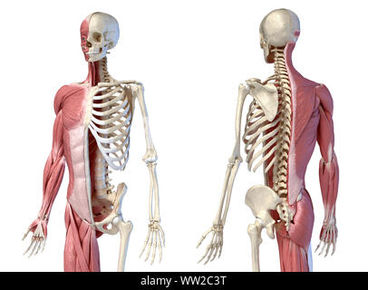 Les droits de l'homme anatomie, la figure 3/4 systèmes musculaire et squelettique, avant et arrière vues perspectives. sur fond blanc. Anatomie 3d illustration. Banque D'Images