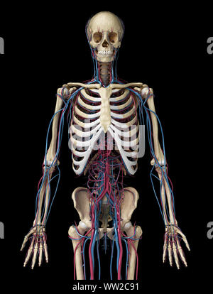 L'anatomie du corps humain. 3d illustration de squelettique 3/4 et cardiovasculaire. Du point de vue de l'avant. Sur fond noir. Banque D'Images
