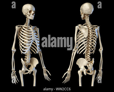 L'anatomie humaine 3/4 mâle corps squelette. Vues avant et arrière Vue sur fond noir. 3d illustration. Banque D'Images