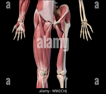 Les droits de l'homme anatomie, membres inférieurs et de la hanche Les systèmes musculaire et squelettique, avec des couches musculaires. Vue de face, sur fond noir. Anatomie 3d illustration Banque D'Images