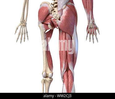 Les droits de l'homme anatomie, membres inférieurs et de la hanche Les systèmes musculaire et squelettique, avec des couches musculaires. Vue arrière. sur fond blanc. Anatomie 3d illustration. Banque D'Images