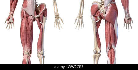 Les droits de l'homme anatomie, membres inférieurs et de la hanche Les systèmes musculaire et squelettique avec les couches musculaires. Vues avant et arrière, sur fond blanc. Illustration 3d Banque D'Images