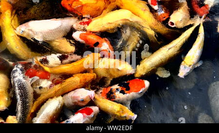 La carpe koï poissons en étang, Japon Banque D'Images