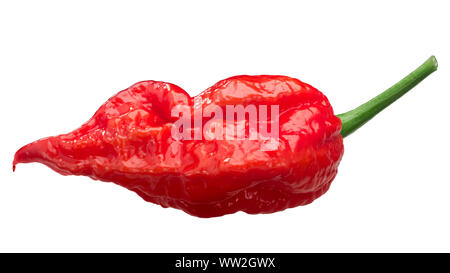 Ghost Bhut Jolokia piment (Capsicum frutescens x Capsicum chinense), longtemps isolé, pod Banque D'Images